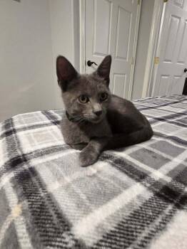 Domestic Short Hair Cats Available for Adoption - Cadence | PetCurious