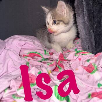 Domestic Short Hair Cats Available for Adoption in Ringtown, Pennsylvania - Isa | PetCurious