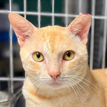 Rescue Domestic Short Hair Cats for Adoption in Boston, Massachusetts - Samurai | PetCurious