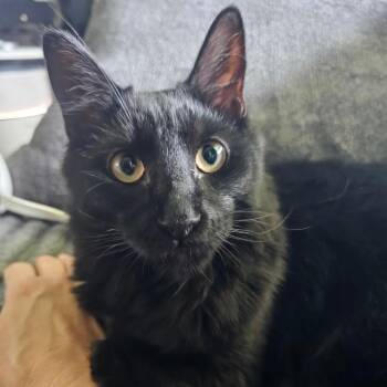 Binx -  Domestic Medium Hair Cat for Adoption in Alexandria, Louisiana - Binx | PetCurious