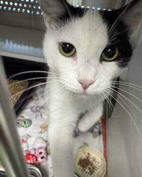 Rescue Domestic Short Hair Cats for Adoption in Seneca, Pennsylvania - Ghost | PetCurious