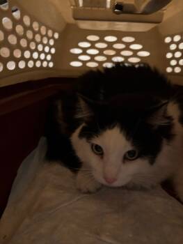 Rescue Domestic Long Hair Cats for Adoption in Grand Rapids, Michigan - Shy Guy | PetCurious