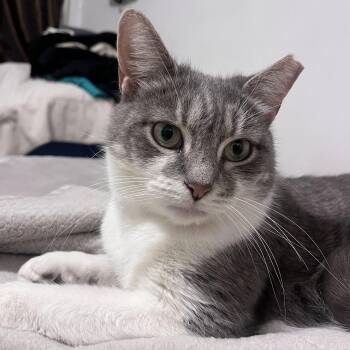 Rescue Domestic Short Hair Cats for Adoption in Weehawken Township, New Jersey - Suni | PetCurious