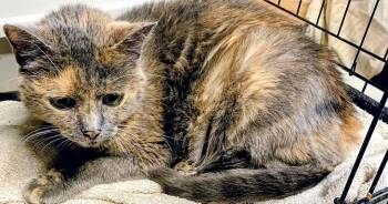 Rescue Domestic Short Hair Cats for Adoption in Binghamton, New York - Dandelion | PetCurious