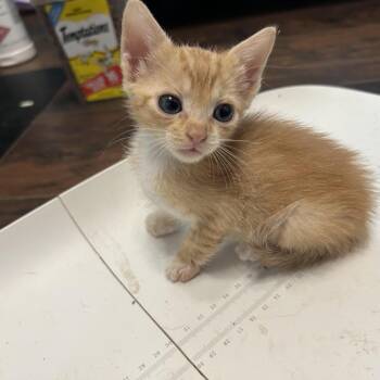 Lexi -  Domestic Short Hair Cat for Adoption in Okmulgee, Oklahoma - Lexi | PetCurious