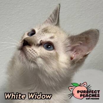 Siamese and Manx Cats Available for Adoption in Douglasville, Georgia - White Widow | PetCurious