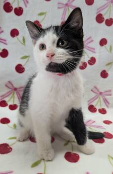 Domestic Short Hair Cats Available for Adoption in Tillsonburg, Ontario - MINI FRIDGE | PetCurious