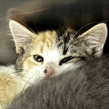 Journey -  Domestic Short Hair Cat for Adoption in Idaho Falls, Idaho - Journey | PetCurious