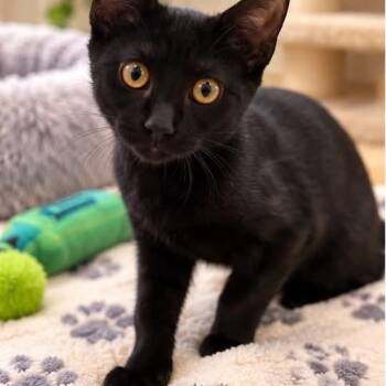 Phantom -  Domestic Short Hair Cat for Adoption in Mantua Township, New Jersey - Phantom | PetCurious