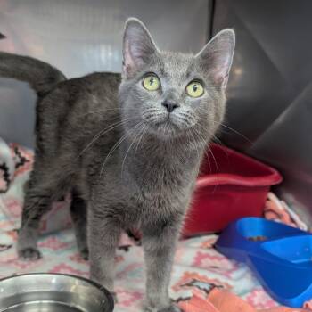 Russian Blue Cats Available for Adoption in Jefferson City, Tennessee - Nikolai | PetCurious