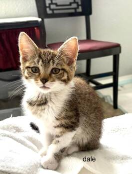Dale -  Domestic Short Hair and Extra Toes Cat Hemingway Polydactyl Cat for Adoption in Pasco, Washington - Dale | PetCurious