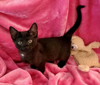 Count Chocula -  Domestic Long Hair Cat for Adoption in Calimesa, California - Count Chocula | PetCurious