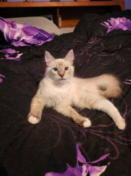 Whiskey -  Snowshoe Cat for Adoption in Salisbury, North Carolina - Whiskey | PetCurious