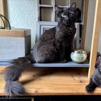 Knuckle Puck -  Domestic Medium Hair Cat for Adoption in Richmond, Virginia - Knuckle Puck | PetCurious