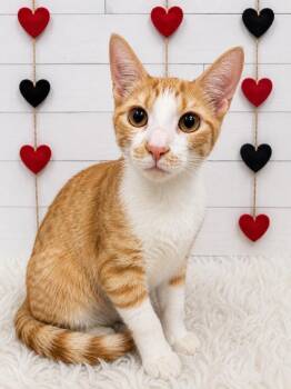 Ninja Storm -  Domestic Short Hair Cat for Adoption in Corpus Christi, Texas - Ninja Storm | PetCurious