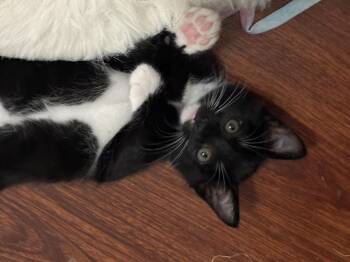 Rescue Tuxedo Cats for Adoption in Fort Worth, Texas - Jericho | PetCurious