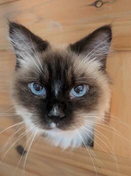 ELTON -  Ragdoll Cat for Adoption in Kenosha, Wisconsin - ELTON | PetCurious