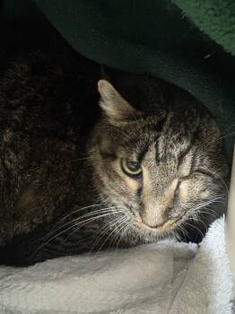 Rescue Domestic Short Hair Cats for Adoption in Fort Walton Beach, Florida - Gracie | PetCurious