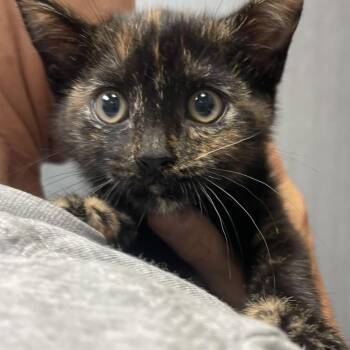 Elsy -  Domestic Short Hair Cat for Adoption in Lenexa, Kansas - Elsy | PetCurious