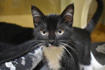 Puppy -  Domestic Short Hair Cat for Adoption in Kansas City, Missouri - Puppy | PetCurious