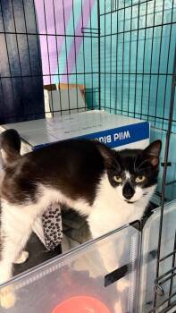 Maxine -  Domestic Medium Hair Cat for Adoption in Battle Ground, Washington - Maxine | PetCurious