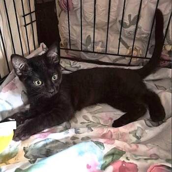 Harriet -  Domestic Short Hair Cat for Adoption in Millcreek, Utah - Harriet | PetCurious