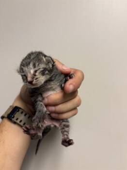MEOWCHI -  Domestic Short Hair Cat for Adoption in Doral, Florida - MEOWCHI | PetCurious