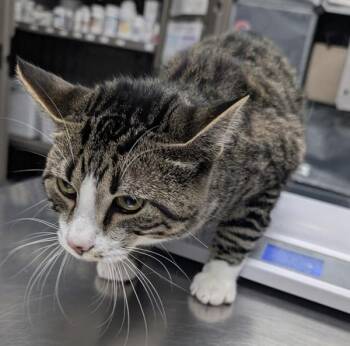 Dwight -  Domestic Short Hair Cat for Adoption in Des Moines, Iowa - Dwight | PetCurious