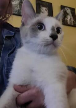 Aggie -  Domestic Short Hair Cat for Adoption in Memphis, Tennessee - Aggie | PetCurious