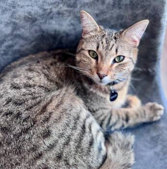 Domestic Short Hair Cats Available for Adoption in Brighton, Tennessee - Goose & Grayson (Lexi-Fostered In NE) | PetCurious