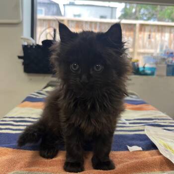 Domestic Long Hair Cats Available for Adoption in Houston, Texas - Gomez Addams | PetCurious