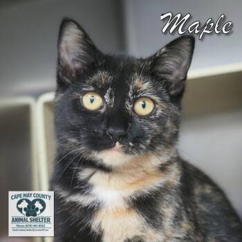 Maple -  Domestic Short Hair Cat for Adoption in Middle Township, New Jersey - Maple | PetCurious