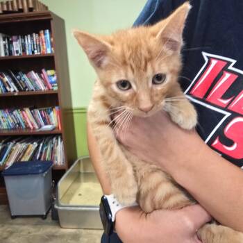 Ben -  Domestic Short Hair Cat for Adoption in Bloomington, Illinois - Ben | PetCurious