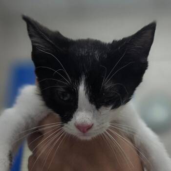 Herculena -  Domestic Short Hair Cat for Adoption in Huntsville, Alabama - Herculena | PetCurious