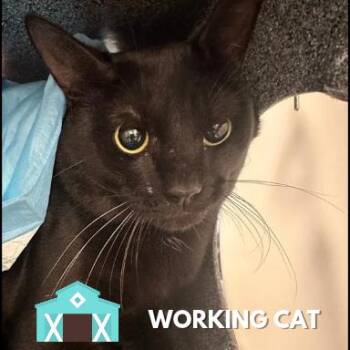 Iced Banana Bread Matcha -  Domestic Short Hair Cat for Adoption in Sarasota, Florida - Iced Banana Bread Matcha | PetCurious