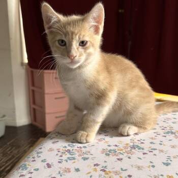Lyric -  Domestic Short Hair Cat Available for Adoption in Brea, California - Lyric | PetCurious
