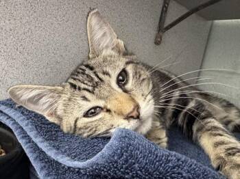 *Cinnamoroll* -  Domestic Short Hair Cat for Adoption in Salt Lake City, Utah - *Cinnamoroll* | PetCurious