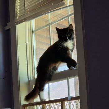 Lyla -  Domestic Long Hair Cat Available for Adoption - Lyla | PetCurious