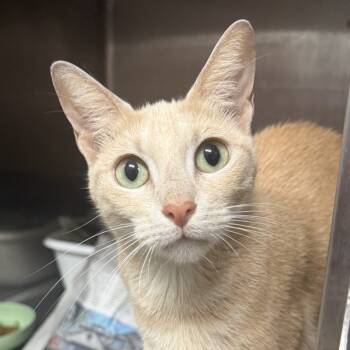 Rescue Domestic Short Hair Cats for Adoption in South Houston, Texas - Peach 2025 | PetCurious