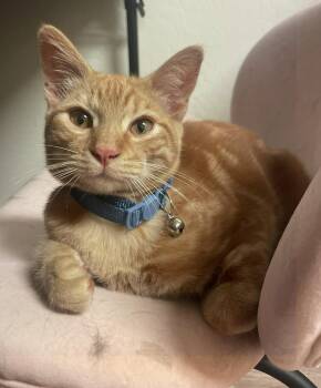 Shrimp - A Little Kitten with a Big Heart - Courtesy Listing -  Domestic Short Hair Cat for Adoption in Prescott, Arizona - Shrimp - A Little Kitten With A Big Heart - Courtesy Listing | PetCurious