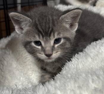 Obi-Wan -  Domestic Short Hair Cat for Adoption in Port Washington, Wisconsin - Obi-Wan | PetCurious