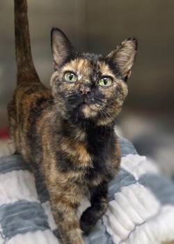 Tiger Lily -  Domestic Short Hair Cat for Adoption in Westland, Michigan - Tiger Lily | PetCurious