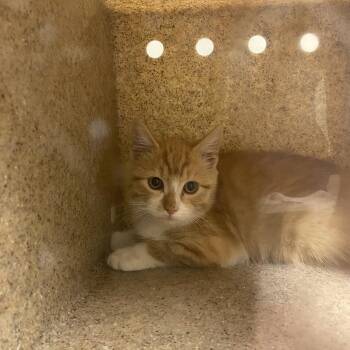 Jasper -  Domestic Short Hair Cat for Adoption in Reno, Nevada - Jasper | PetCurious