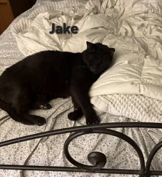 Domestic Short Hair Cats Available for Adoption - Jake | PetCurious