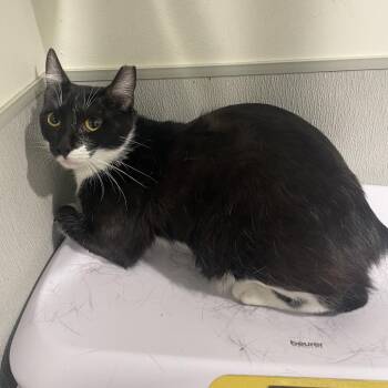 Mini Fig -  Domestic Short Hair Cat for Adoption in Tampa, Florida - Mini Fig | PetCurious