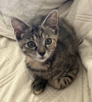 Hannah and Tori -  Domestic Short Hair Cat for Adoption in Hopkinton, Massachusetts - Hannah And Tori | PetCurious