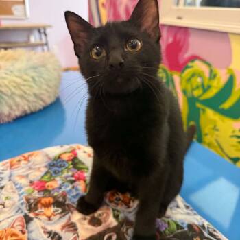 Espresso (cat cafe) -  Domestic Short Hair Cat for Adoption in West Lafayette, Indiana - Espresso (cat Cafe) | PetCurious