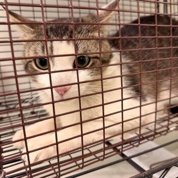 Gabriel -  Domestic Short Hair Cat for Adoption in Philadelphia, Pennsylvania - Gabriel | PetCurious
