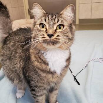 Hook -  Domestic Long Hair Cat for Adoption in Bedford, New Hampshire - Hook | PetCurious