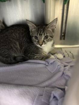 Rivian -  Domestic Short Hair Cat for Adoption in Morristown, New Jersey - Rivian | PetCurious
